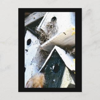 Carte Postale Maisons d'oiseaux