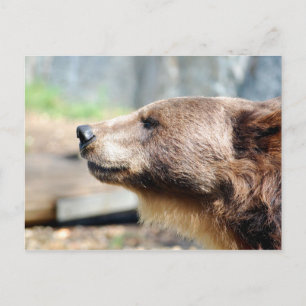 Carte Postale Maître Brun