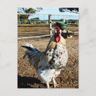 Carte Postale **"Majesté tachetée : le coq tacheté de la ferme"*