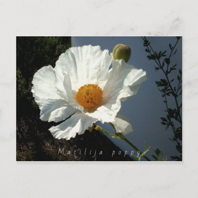 Carte postale Majestic Matilija Poppy (Devant)