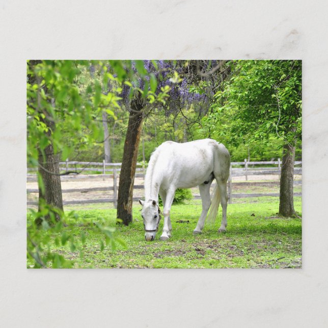 Carte Postale Majestic White Horse (Devant)