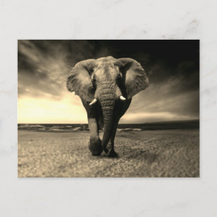 Carte Postale Majestic Wild Bull Elephant à Sepia