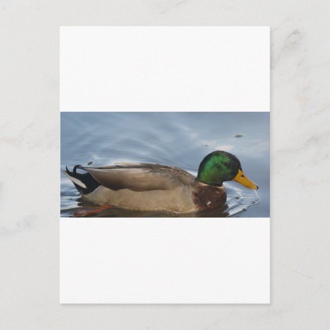 Carte Postale Mal III (Devant)