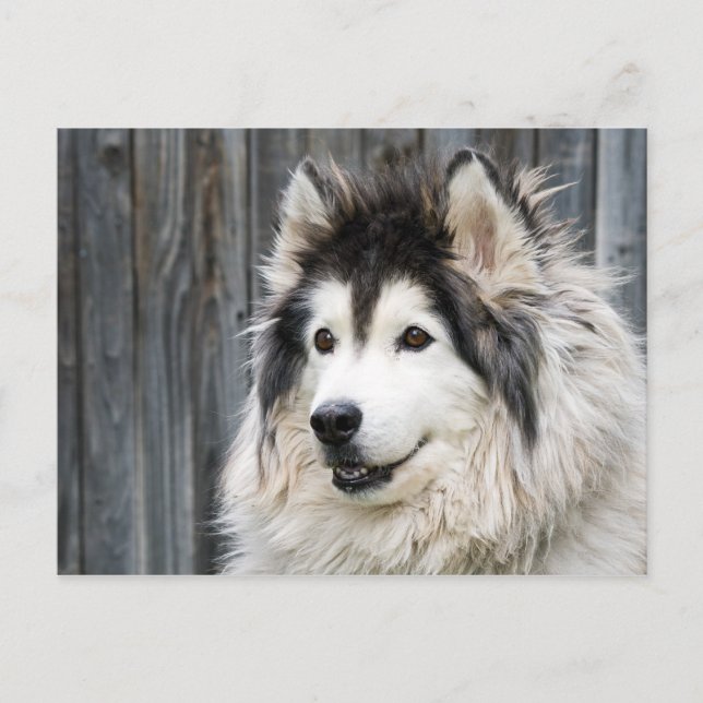 Carte postale Malamute de l'Alaska (Devant)