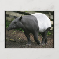 Carte postale Malayan Tapir