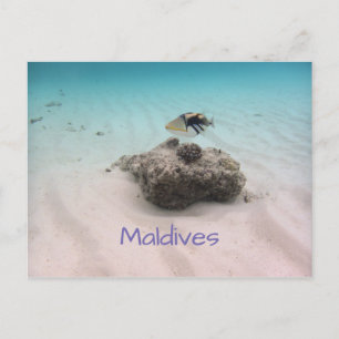 Carte Postale Maldives Bleu Océan Blanc Sable Corail Triggfish