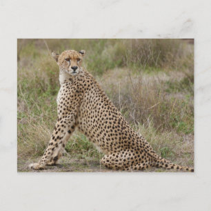 Carte Postale mâle Cheetah, Acinonyx jubatus, Serengeti,
