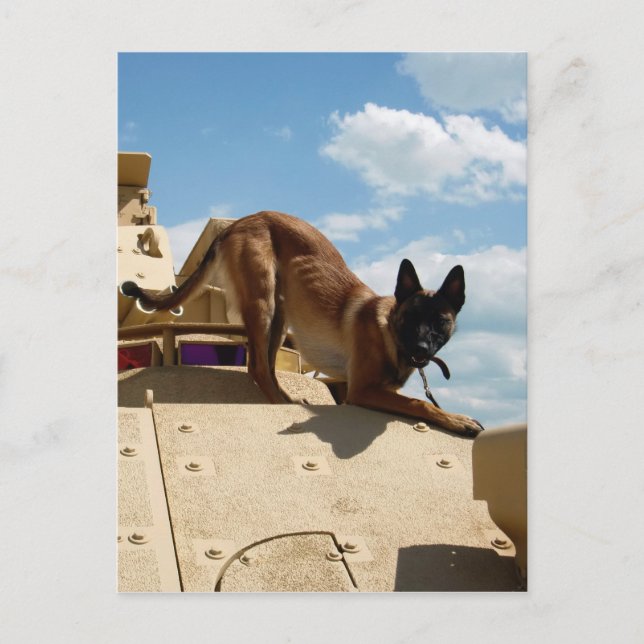 Carte Postale Malinois belge (Devant)