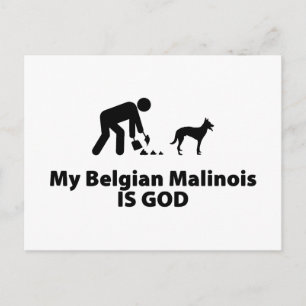 Carte Postale Malinois belge