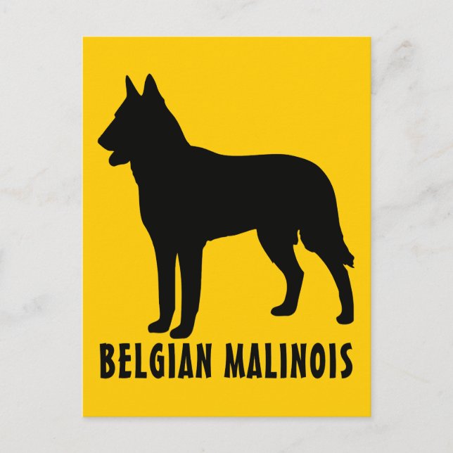 Carte Postale Malinois belge (Devant)