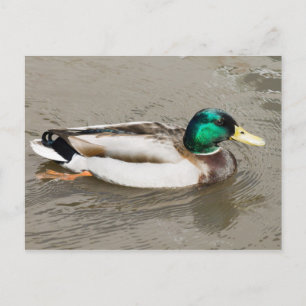 Carte Postale Mallard
