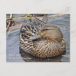 Carte postale Mallard