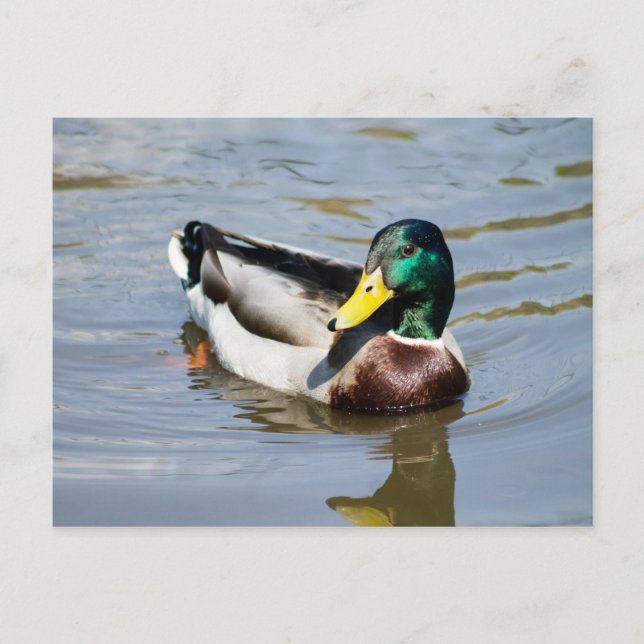 Carte Postale Mallard (Devant)