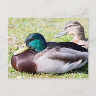 Carte Postale Mallard Couple