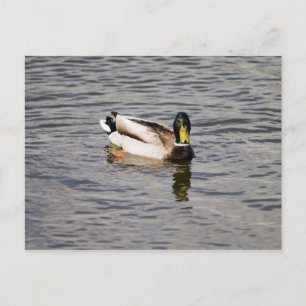 Carte Postale Mallard Drake