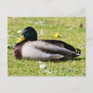 Carte Postale Mallard Drake