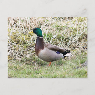 Carte Postale Mallard Drake