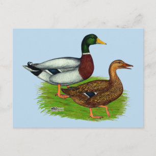 Carte Postale Mallard Drake et Duck