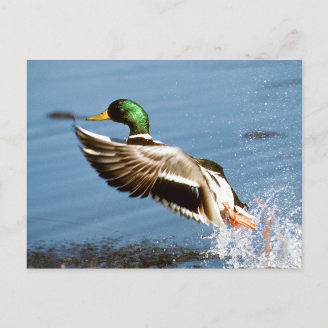 Carte Postale Mallard Duck (Devant)