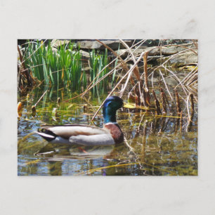 Carte Postale Mallard Duck