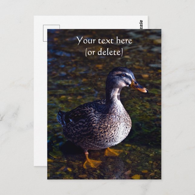Carte postale Mallard Duck (Devant / Derrière)