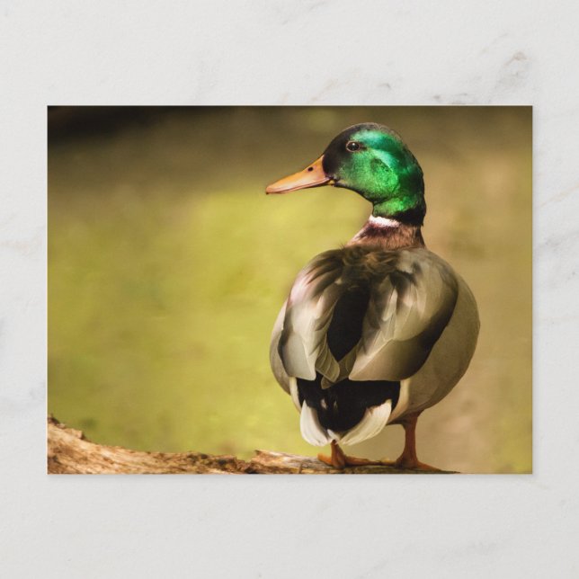 Carte Postale Mallard Duck (Devant)