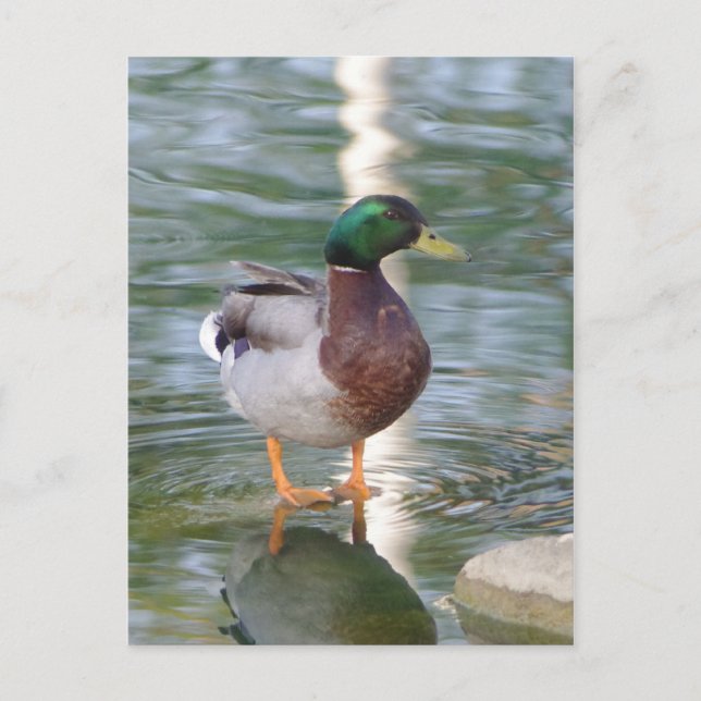 Carte Postale Mallard Duck (Devant)