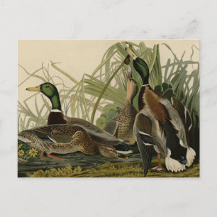 Carte Postale Mallard Duck from Audubon's Birds of America