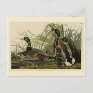 Carte Postale Mallard Duck from Audubon's Birds of America