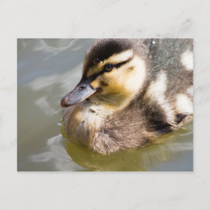 Carte Postale Mallard Duckling