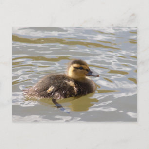 Carte Postale Mallard Duckling
