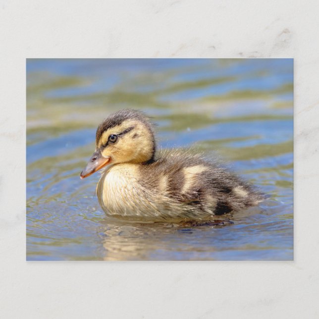 Carte Postale Mallard Duckling (Devant)