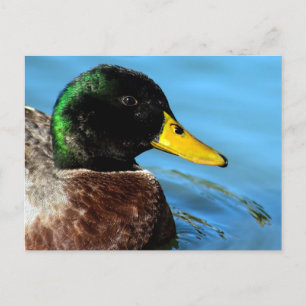 Carte Postale Mallard haut près