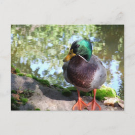Carte postale Mallard in Boise