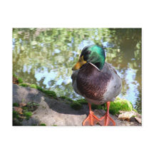 Carte postale Mallard in Boise