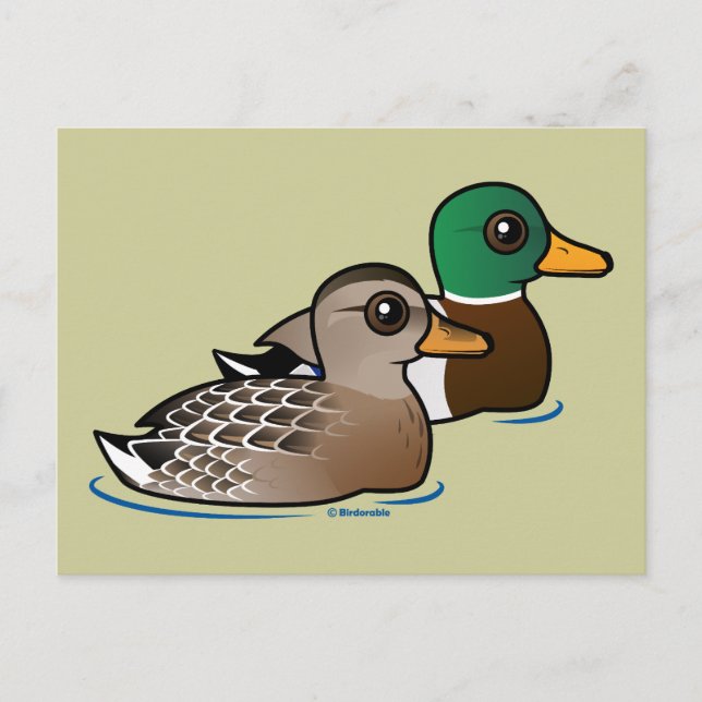 Carte Postale Mallard Pair (Devant)