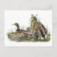Mallard par Audubon