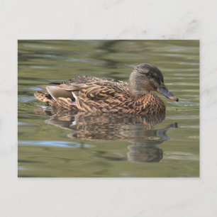 Carte postale Mallard reflétée