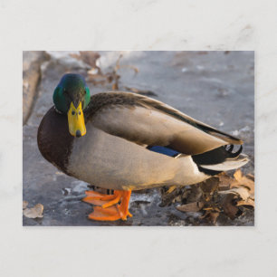 Carte Postale Mallard Sur La Glace