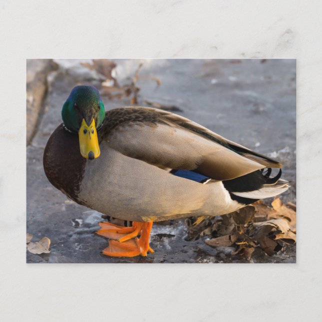 Carte Postale Mallard Sur La Glace (Devant)