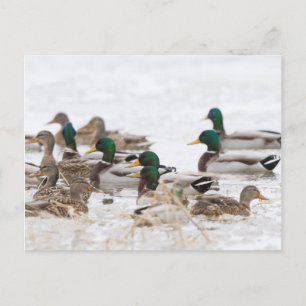 Carte Postale Mallards en hiver