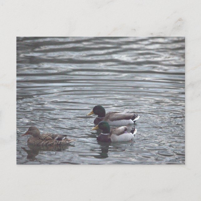 Carte postale Mallards En Pond (Devant)