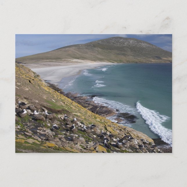 Carte Postale Malouines, Falkland Ouest, Saunders (Devant)