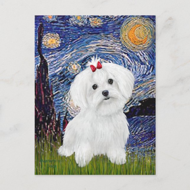 Carte Postale Maltais 8 chiot - Nuit étoilée (Devant)