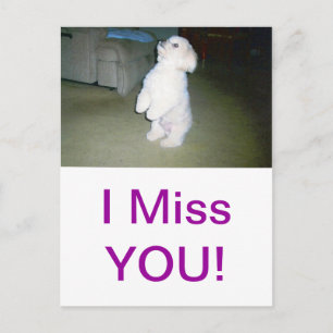 Carte Postale Maltais assis