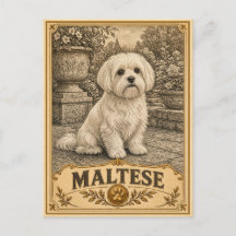 Maltais, Chien du patrimoine vintage