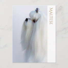 Carte postale maltaise