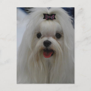Carte postale Maltese Puppy