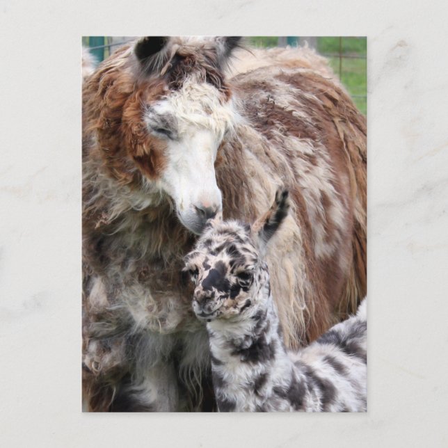 Carte Postale Mama & Baby Llama Kiss (Devant)
