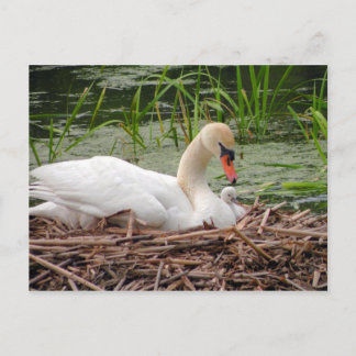 Carte Postale Mama Swan et Baby Postcard